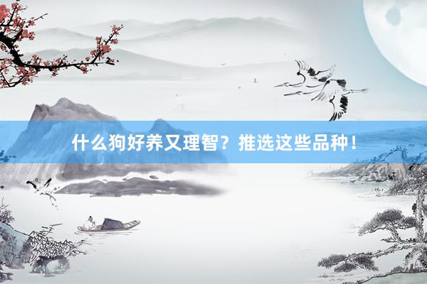 什么狗好养又理智？推选这些品种！